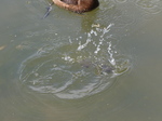FZ005878 Tufted duckling (Aythya fuligula) diving.jpg